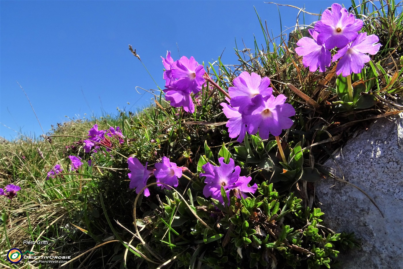 52 Primula di Lombardia (Primula glaucescens).JPG -                                